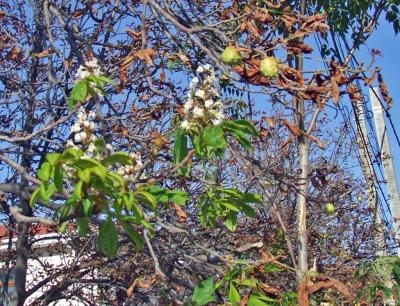 Прикрепленное изображение: DSCF8054.jpg